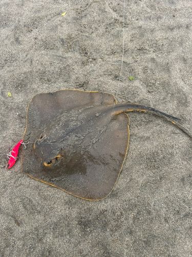 アカエイの釣果