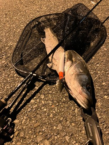 シーバスの釣果