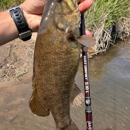 スモールマウスバス