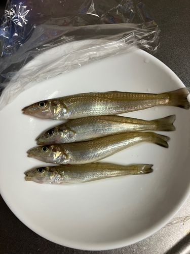 キスの釣果