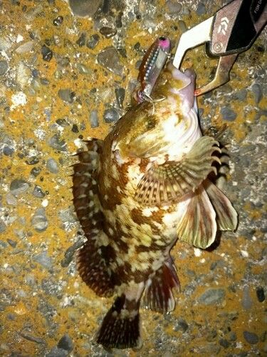 カサゴの釣果