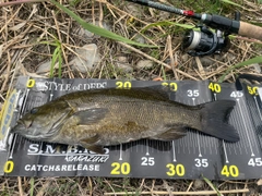 スモールマウスバスの釣果