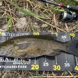 スモールマウスバス