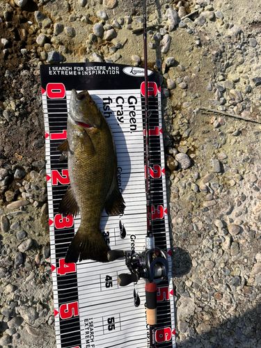 スモールマウスバスの釣果