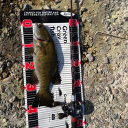 スモールマウスバス