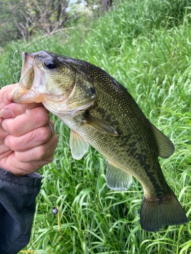 ラージマウスバスの釣果
