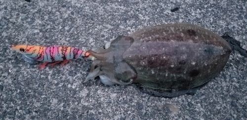 コウイカの釣果