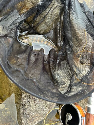 アマゴの釣果