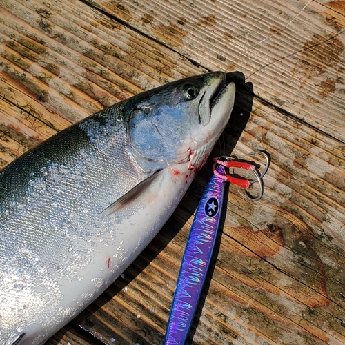 登別漁港で釣れたトラウトの釣り・釣果情報 - アングラーズ