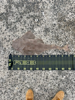 カスザメの釣果