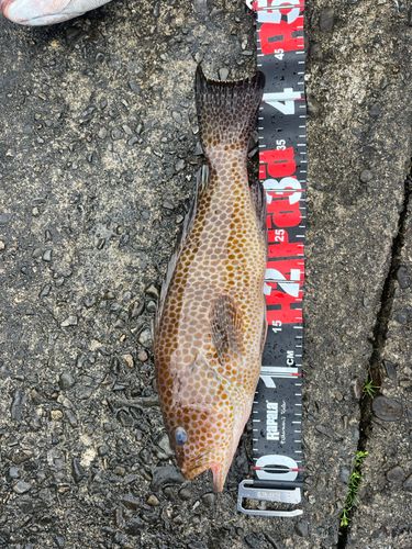 オオモンハタの釣果