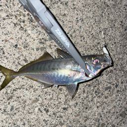 アジ