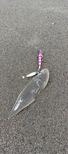 シタビラメの釣果