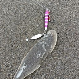 シタビラメ