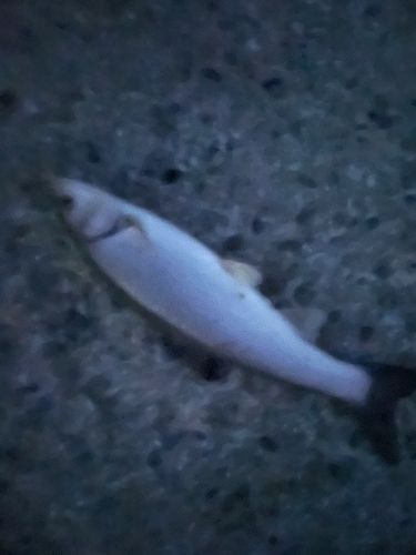 ウグイの釣果