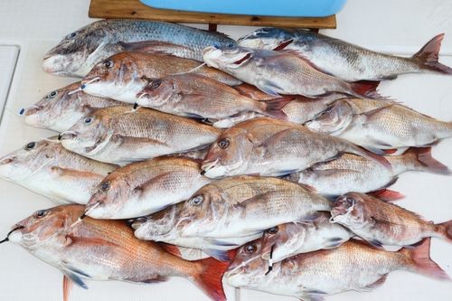 マダイの釣果