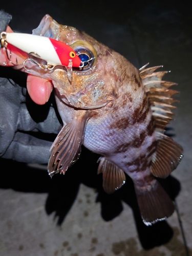 メバルの釣果