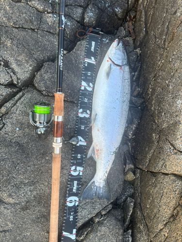 サクラマスの釣果