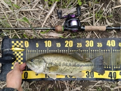 ラージマウスバスの釣果