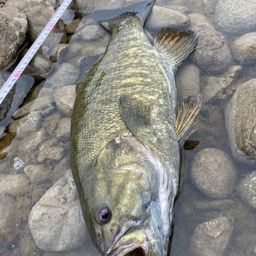 スモールマウスバス