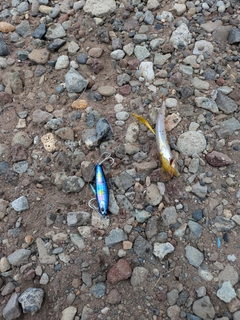 ホシノエソの釣果