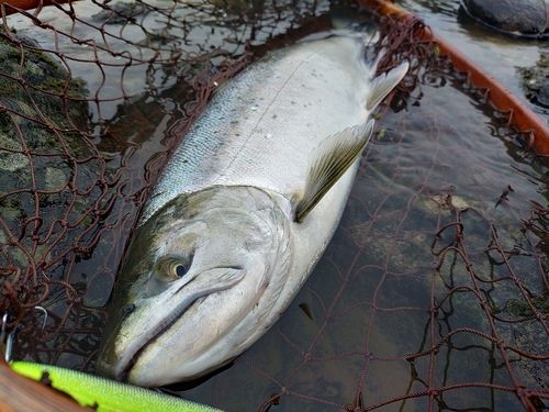 サクラマスの釣果