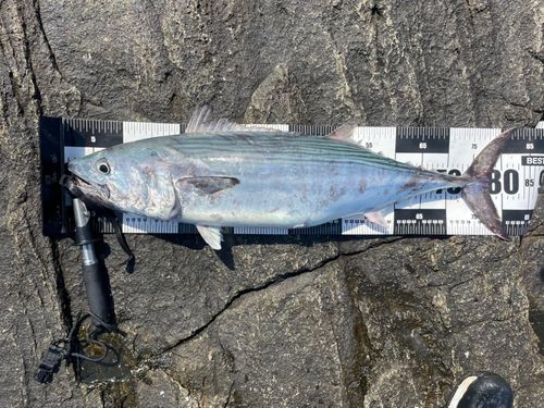 ハガツオの釣果