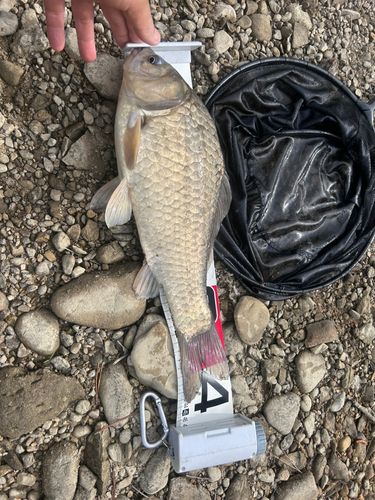 ヘラブナの釣果