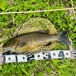 スモールマウスバス