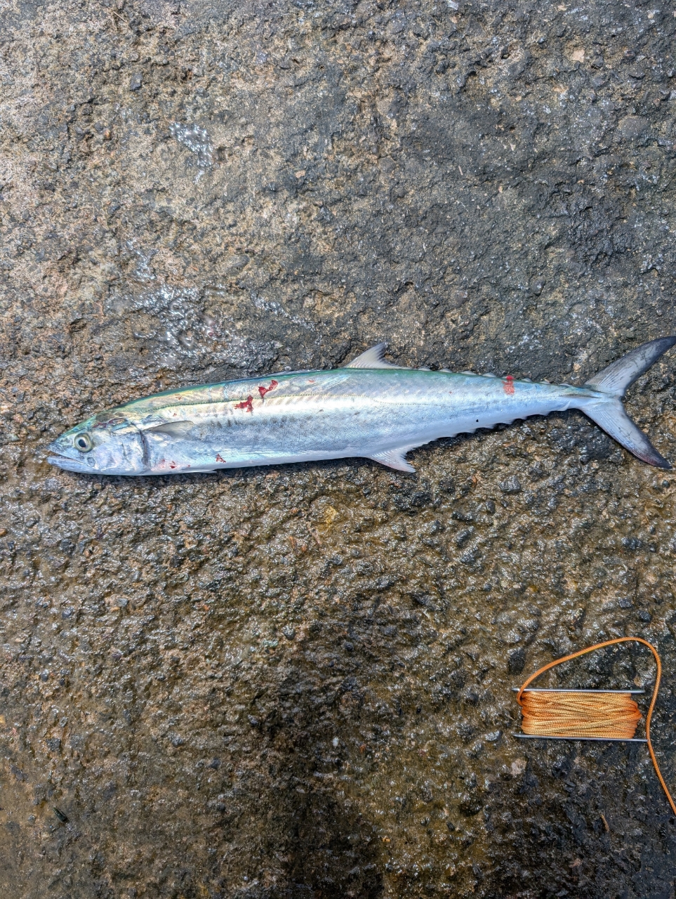 SHIMANO 23ディアルーナ S96Mの最安値・インプレ・釣果 | 本音の SHIMANO 23ディアルーナ S96Mの最安値・インプレ・釣果 | 本音の