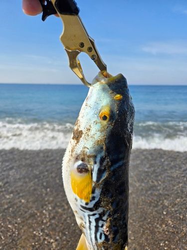 シマフグの釣果