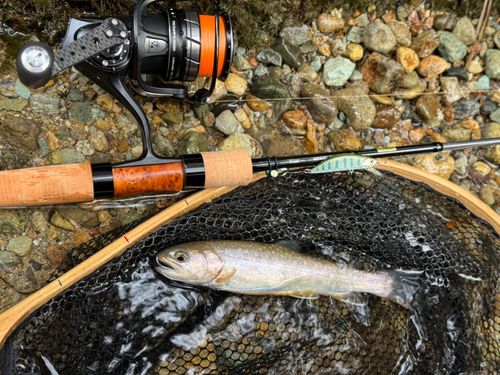 イワナの釣果