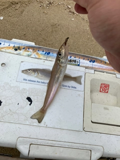 キスの釣果