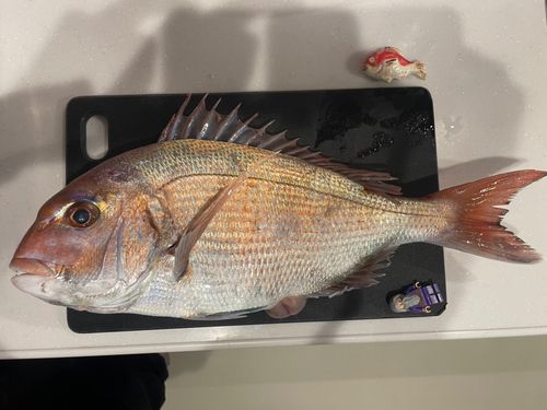 タイの釣果