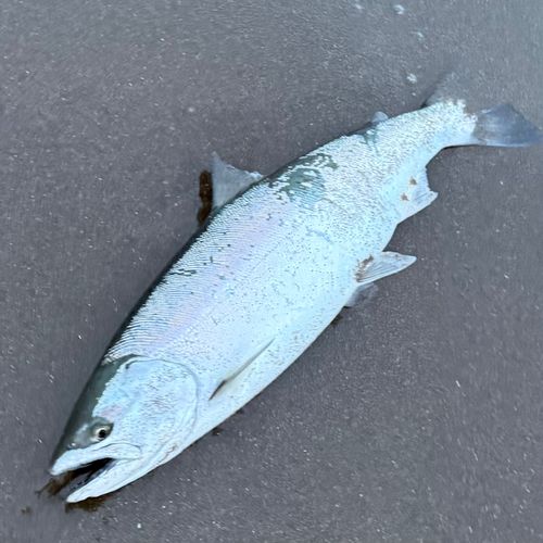 サクラマスの釣果