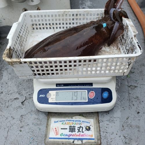アオリイカの釣果