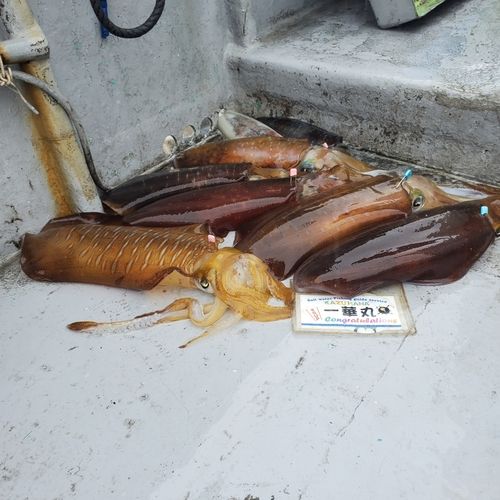 アオリイカの釣果