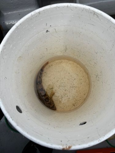 アイナメの釣果