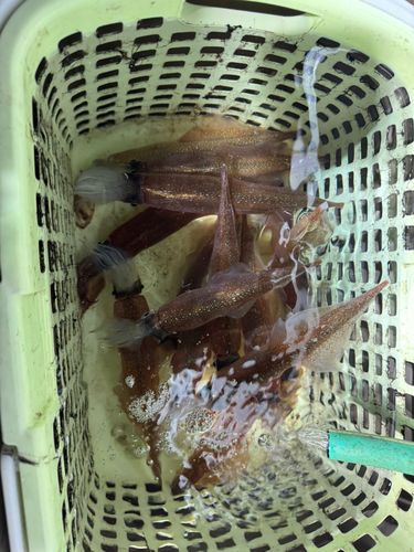 ヤリイカの釣果