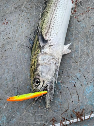 サワラの釣果