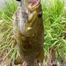 スモールマウスバス