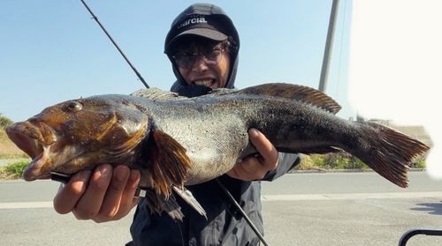 アイナメの釣果