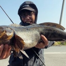 アイナメ