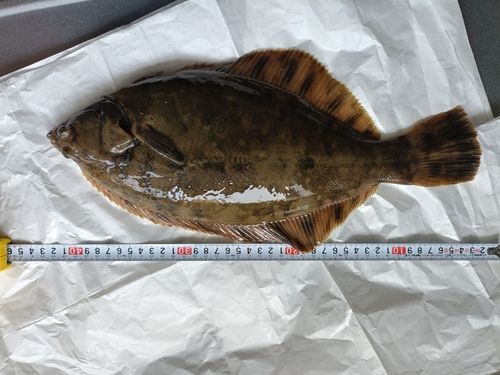カレイの釣果