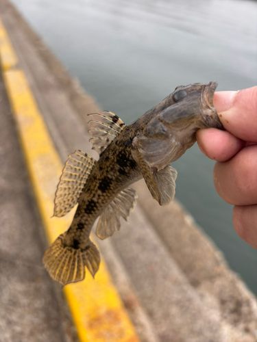 ウロハゼの釣果