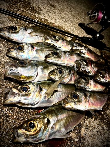 アジの釣果