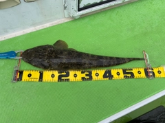 マゴチの釣果