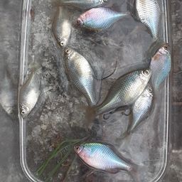 タイリクバラタナゴ