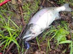 サクラマスの釣果