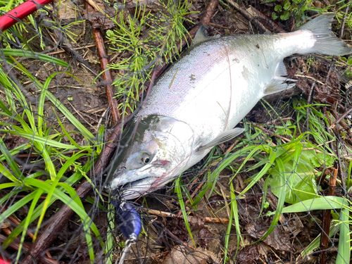 サクラマスの釣果